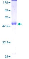 Human MRPL12 Protein (Recombinant GST)
