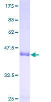 Human VPS25 Protein (Recombinant GST)