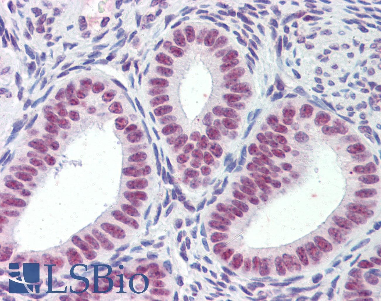 IHC-plus™ MORF4L1 / MRG15 Antibody (aa2-14)