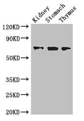 COL4A3BP / CERT Antibody