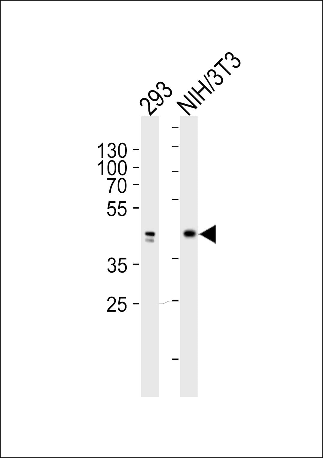 JUN / c-Jun Antibody (clone 1306CT545.208.117)