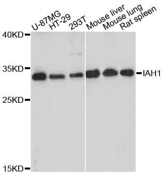 IAH1 Antibody