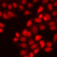 SMAD9 Antibody
