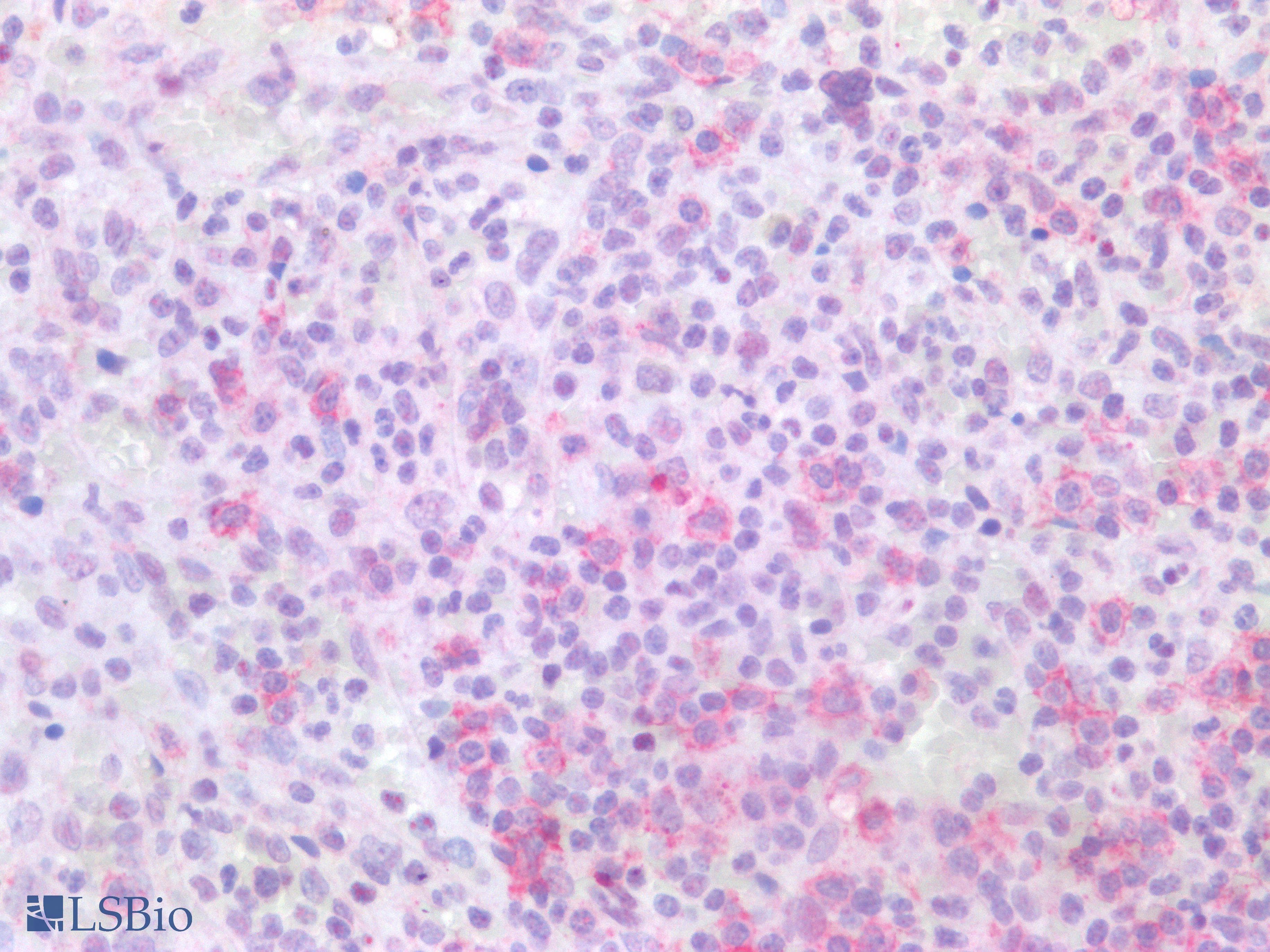 PathPlus™ CD19 Antibody