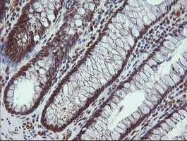 ALX4 Antibody (clone OTI6B3)