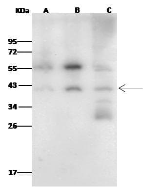 Polyclonal Rabbit anti-Human FBL / FIB / Fibrillarin Antibody (Preservative Free, IF, WB)