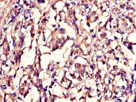 LMNB1 / Lamin B1 Antibody
