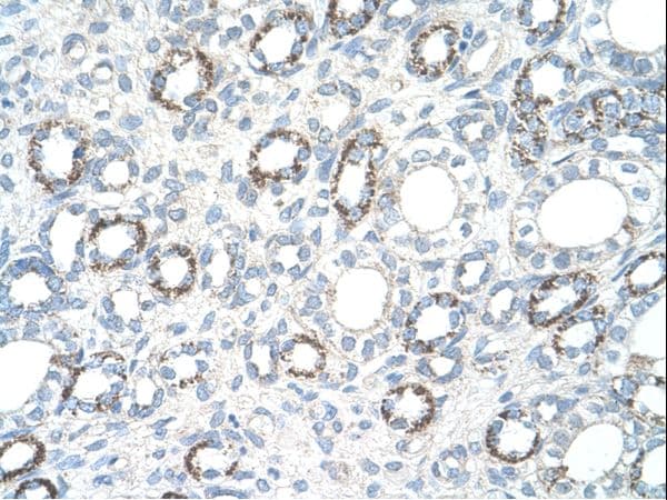 Polyclonal Rabbit anti-Human COXIV / COX4 Antibody (N-Terminus, IHC, WB)