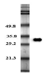 Adiponectin Antibody