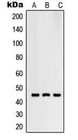 RNF130 Antibody (C-Terminus)