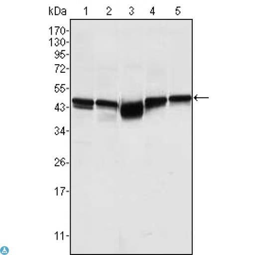 Monoclonal Mouse anti-Human GSK3B / GSK3 Beta Antibody (IHC, IF, WB)