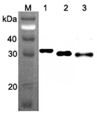 IHC-plus™ RPS3 / Ribosomal Protein S3 Antibody (clone RP159-1)