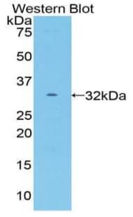 ALCAM / CD166 Antibody (aa208-476, PE)