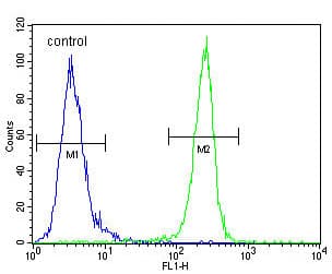 Polyclonal Rabbit anti-Human KDR / VEGFR2 / FLK1 Antibody (aa1326-1356, IHC, IF, WB)