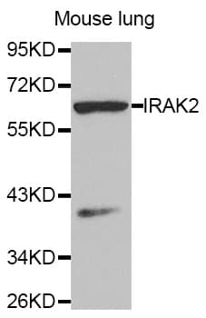 IRAK2 / IRAK-2 Antibody