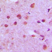 NFYC Antibody (N-Terminus)
