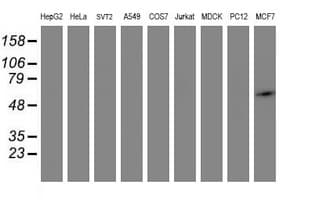 DOK7 Antibody (clone OTI5G8)