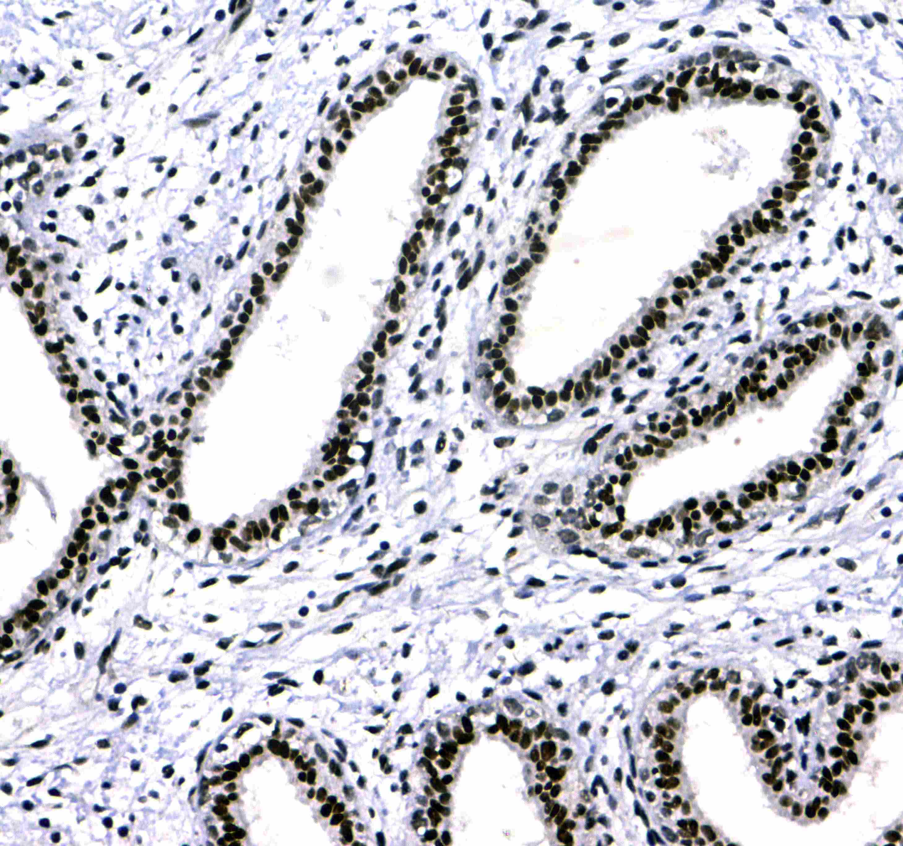 CBX3 / HP1 Gamma Antibody