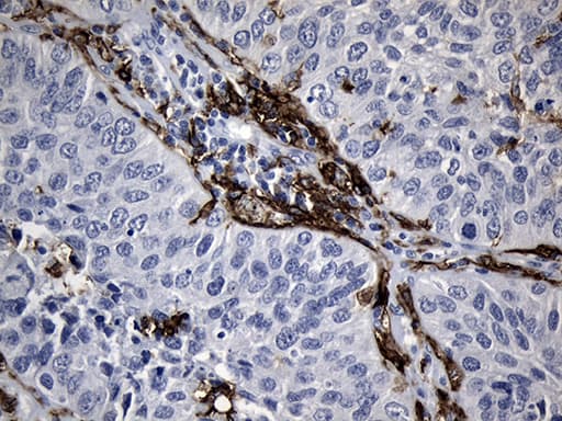 CLEC4M / L-SIGN / CD299 Antibody (aa74-329, clone OTI10C3)