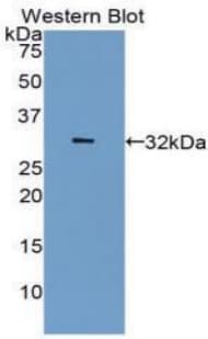 CA4 / Carbonic Anhydrase IV Antibody (aa19-283)