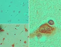 DPPA3 / STELLA Antibody (aa100-150)