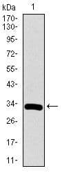 RUNX3 Antibody (Amino Acid: 186-252, clone 2B3)
