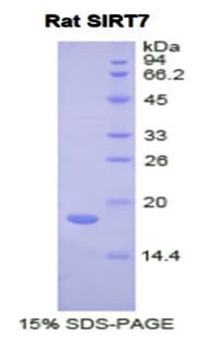 Rat SIRT7 / Sirtuin 7 Protein (Recombinant His)