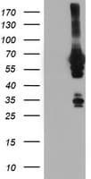 Monoclonal Mouse anti-Human NMT2 Antibody (clone OTI1B11, WB)