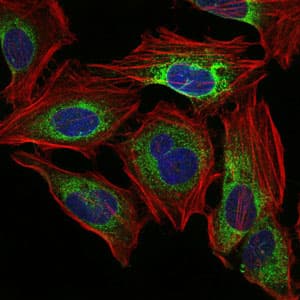 PPP2R4 Antibody (clone 4D9)