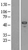 MEF2C Protein (Over-Expression Lysate Myc-DDK (Flag))