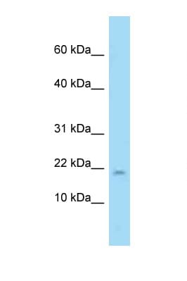PPP1R1A / IPP1 Antibody (N-Terminus)