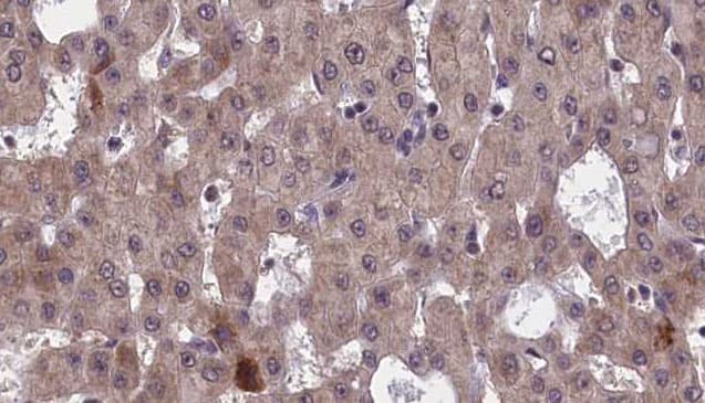 GFRA1 / GFR Alpha Antibody