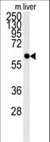 PCYOX1L Antibody (aa465-494)