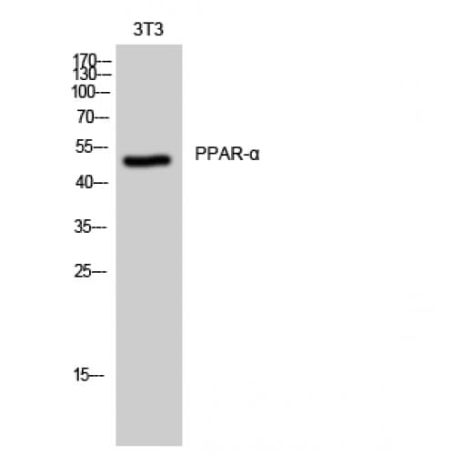 PPARA / PPAR Alpha Antibody (1-80 aa)