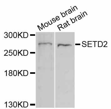 SETD2 Antibody