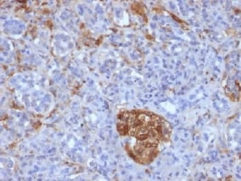 Ferritin Antibody (clone FTL/1386, Azide-free, BSA-free)