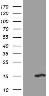 PKIA Antibody (clone OTI1G5)