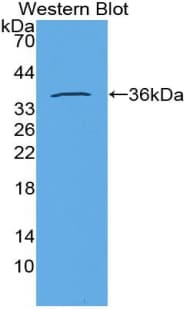 Insulin Antibody (Cy3)