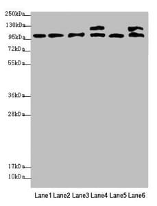 NAA25 Antibody