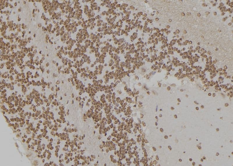 HSPA1L Antibody
