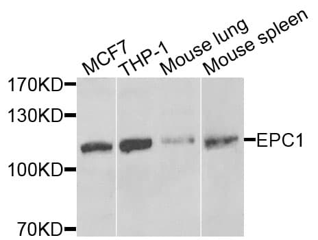 EPC1 Antibody