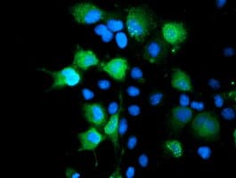 SENP2 Antibody (aa139-523, clone OTI3B12)