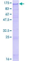 Human SEL1L3 Protein (Recombinant GST)