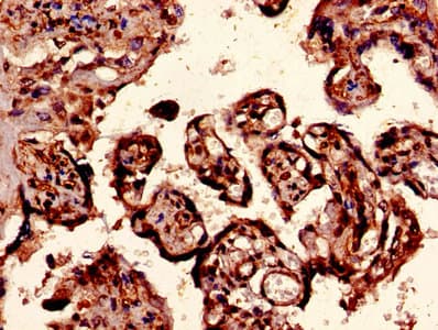 EPO / Erythropoietin Antibody