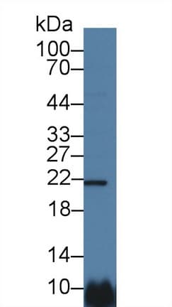 GPS1 / CSN1 Antibody (aa16-185, PE)