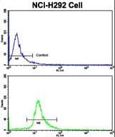 ELP2 / STATIP1 Antibody (aa737-765)