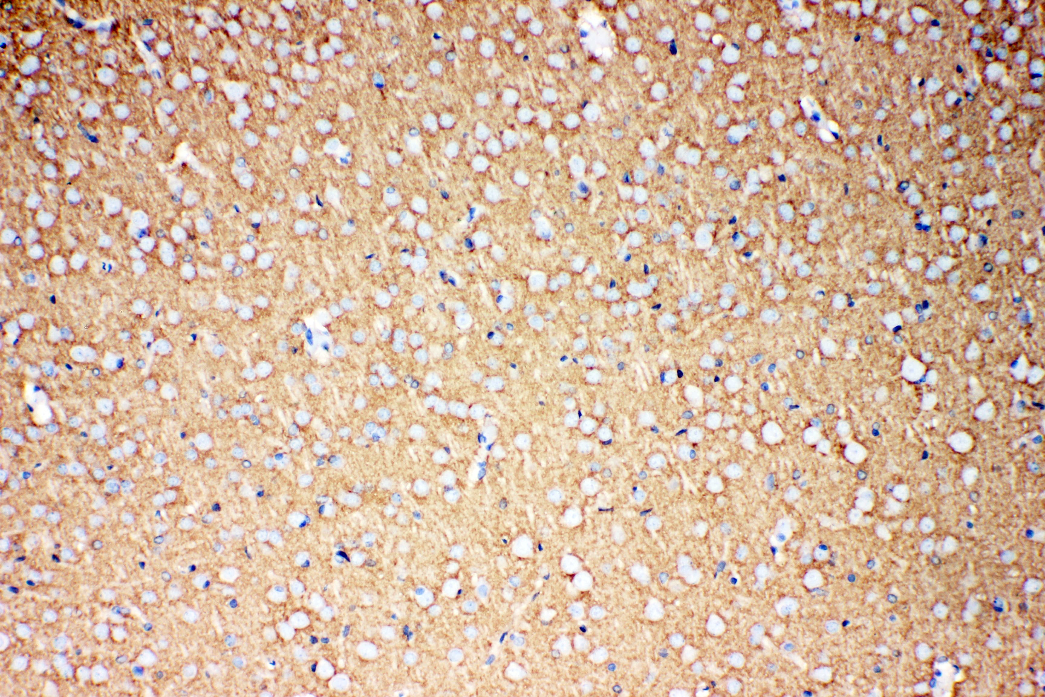 SLC1A3 / EAAT1 Antibody (aa519-537)