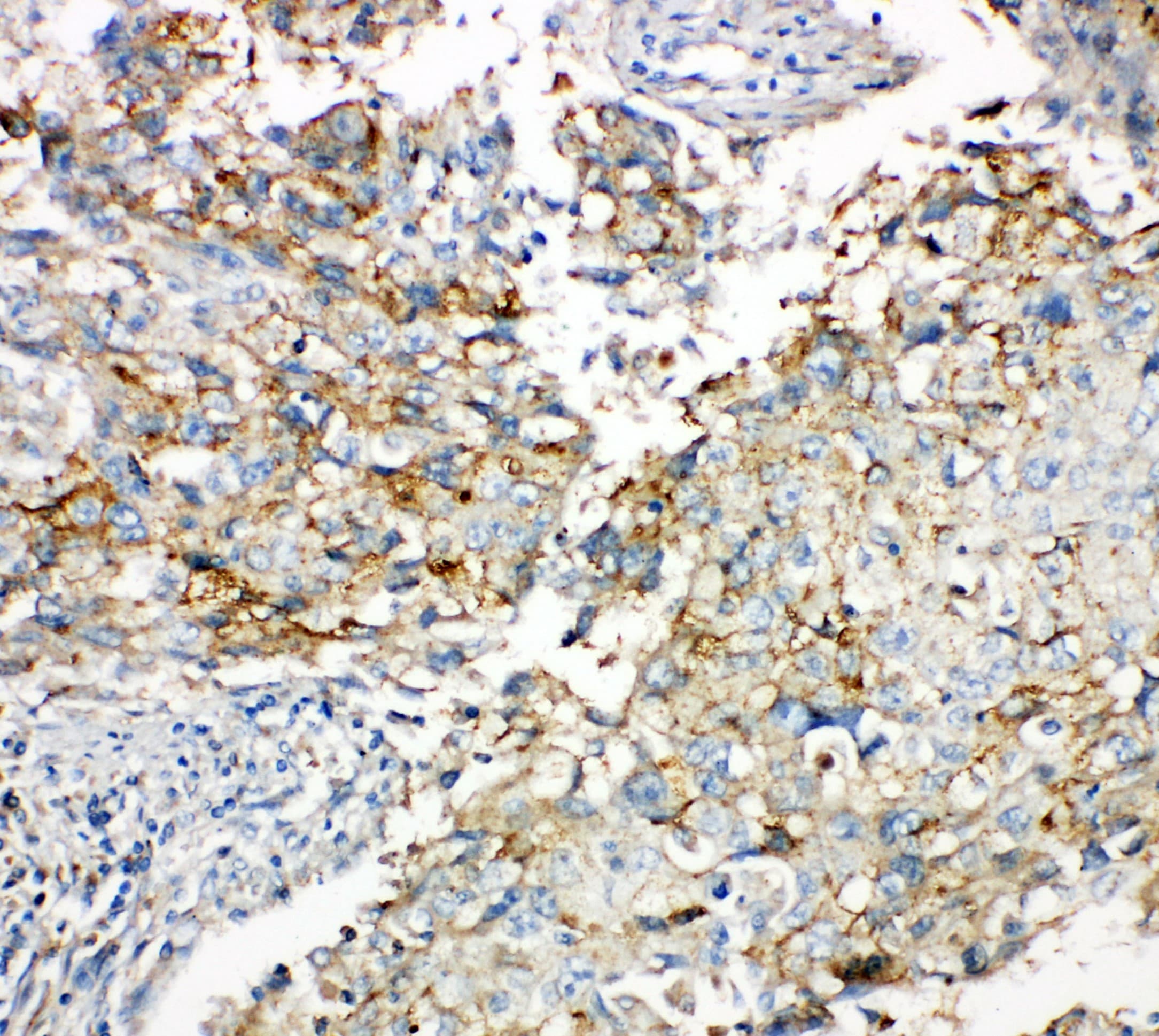 GJA1 / CX43 / Connexin 43 Antibody (aa351-367)