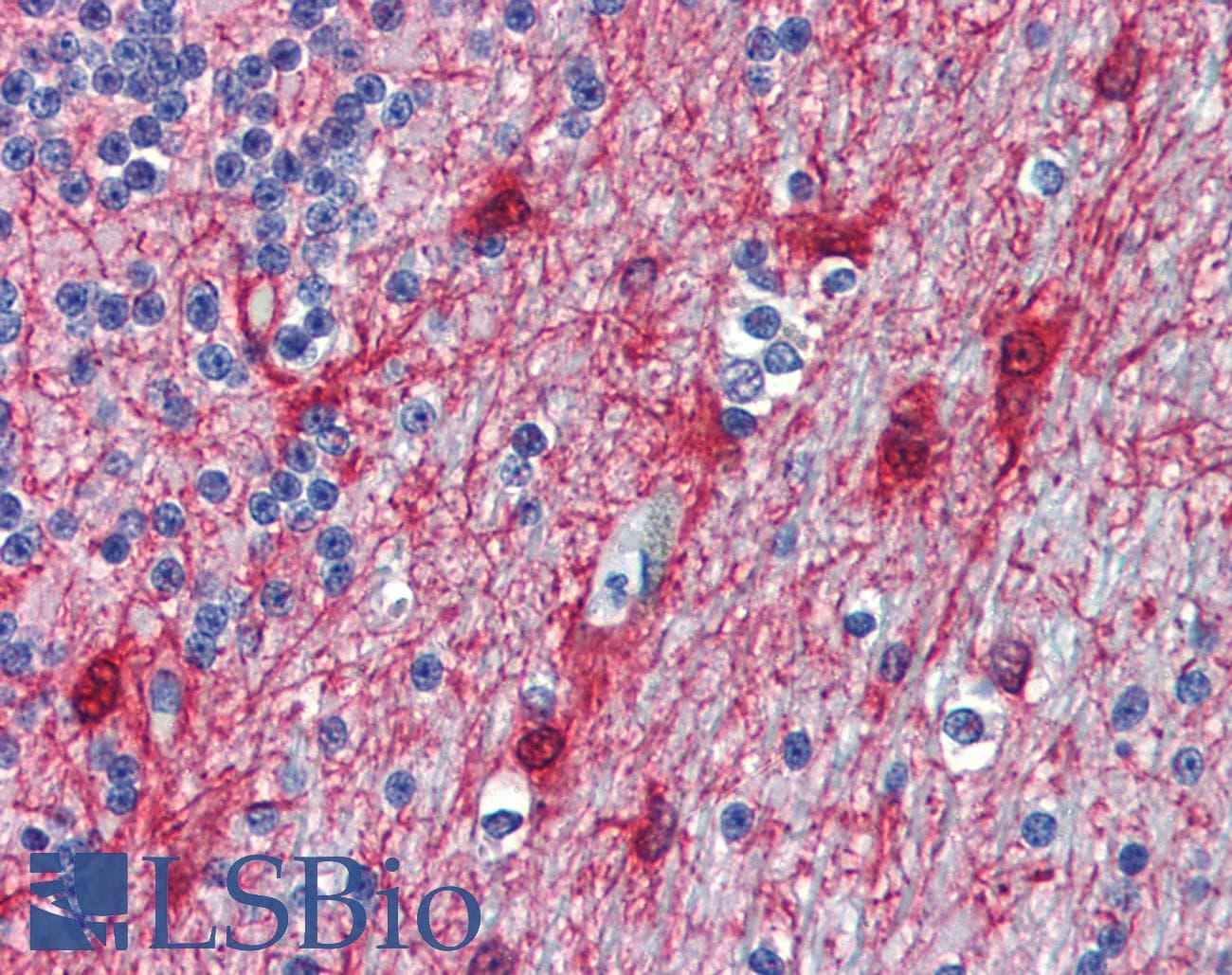 IHC-plus™ NIPSNAP3B Antibody