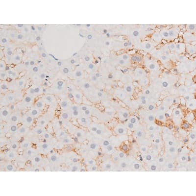 GATA4 Antibody (phospho-Ser105)